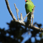 Mâle de Perruche de Maurice, Macchabée trail