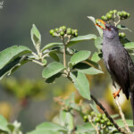 Bulbul de Maurice, Macchabée trail