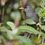Bulbul de Maurice, Macchabée trail