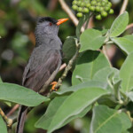Bulbul de Maurice, Macchabée trail