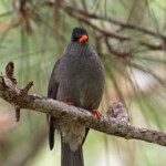 Bulbul de Maurice, Pétrin