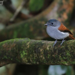 Tchitrek de Maurice, route pour Bassin blanc