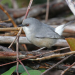 Zostérops gris de Maurice, Macchabée trail