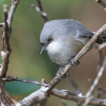 Zostérops gris de Maurice, Macchabée trail