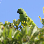 Femelle de Perruche de Maurice, Macchabée trail
