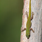 Bluetail Day Gecko (Phelsuma cepediana)