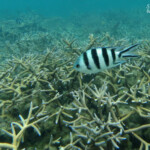 Sergent-major, Plage du Morne