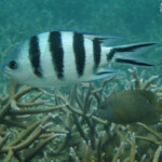 Sergent-major, Plage du Morne