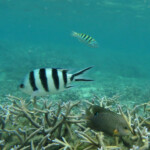 Sergent-major, Plage du Morne