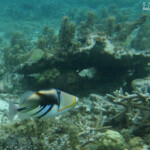 Baliste Picasso, lage du Morne