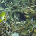 Plage du Morne