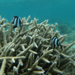 Demoiselles bonbons, Plage du Morne