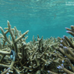 Plage du Morne
