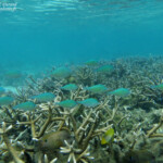 Plage du Morne