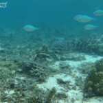 Plage du Morne