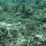 Poisson flute, Plage du Morne