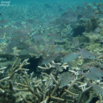 Empereurs striés, Plage du Morne