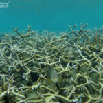 Coraux, Plage du Morne