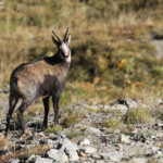 Chamois, Pic de Gleize