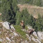 Chamois, Pic de Gleize