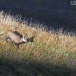 Chamois, Pic de Gleize