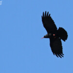 Crave à bec rouge, Pic de Gleize