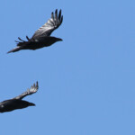 Grands corbeaux, Pic de Gleize