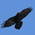 Grand Corbeau, Pic de Gleize