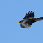 Chocard à bec jaune, Pic de Gleize