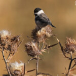 Mésange boréale, Pic de Gleize
