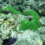 Coraux, Pointe aux piments