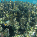 Demoiselle à barre noire dans les Coraux, Pointe aux piments