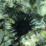 Oursin, Pointe aux piments