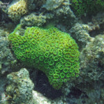 Coraux, Pointe aux piments