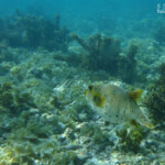 Tétrodons à taches noires, Pointe aux piments