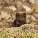 Jeune Renard polaire