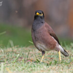 Martin triste, Cap Malheureux