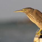 Héron strié, Cap Malheureux