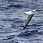 Fou masqué entre Grand bay et Coin de Mire