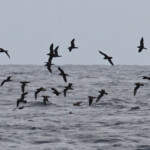 Puffins du Pacifique devant le Coin de Mire