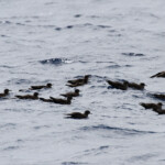 Puffins du Pacifique devant le Coin de Mire