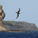 Puffin du Pacifique devant le Coin de Mire