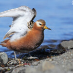 Phalarope à bec large, toilette d'un mâle