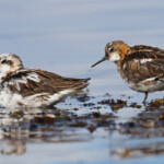 Phalarope à bec étroit, adultes à différents stades de mue