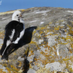 Bruant des neiges, mâle adulte en plumage nuptial