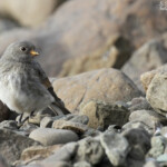 Bruant des neiges, juvénile