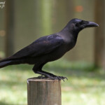 Corbeau familier, Jardin botanique de Pamplemousses