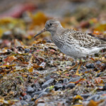 Bécasseau violet, jeune de l'année