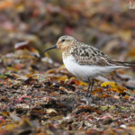 Bécasseau sanderling, plumage nuptial