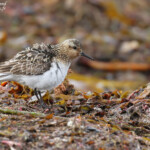 Bécasseau sanderling, plumage nuptial